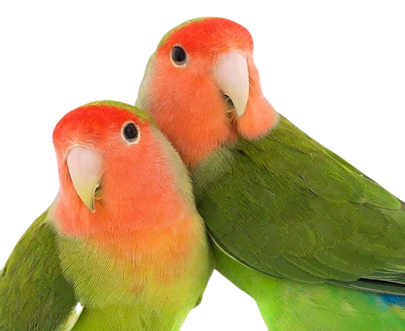 Partners Aviary