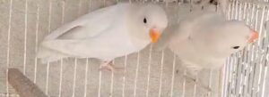 Albino Black Eyes Lovebirds: A Rarity in Avian Beauty